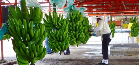 Productores bananeros analizan paralización de actividades Revista La