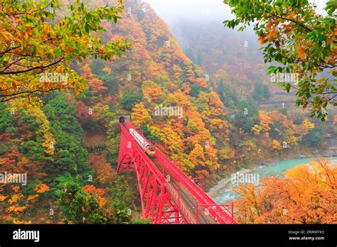 Kurobe Gorge Railway A Trolley Car And Misty Autumn Leaves In Autumn