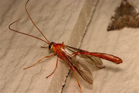 Large Brown Crane Fly Like Ichneumon Wasps The Backyard Arthropod Project