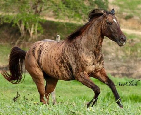 Pin On Horses