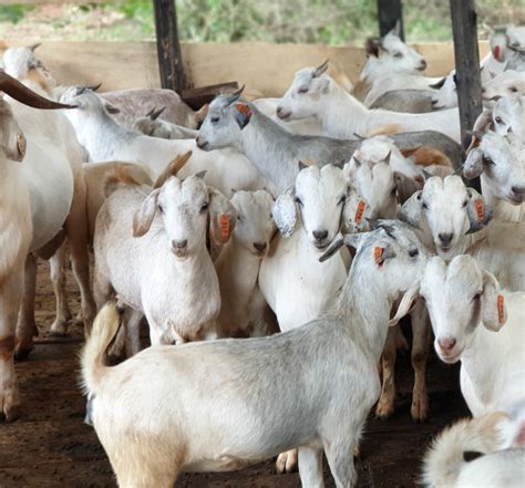 Buy Savanna Goats For Sale By Weight Size And Price