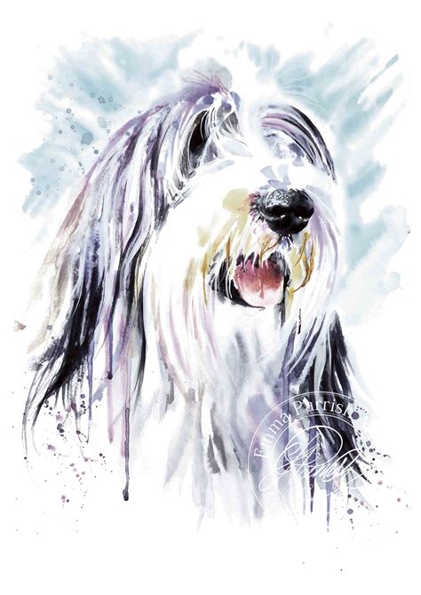 Bearded Collie Watercolour Art Print Wall Art Unique Special Etsy