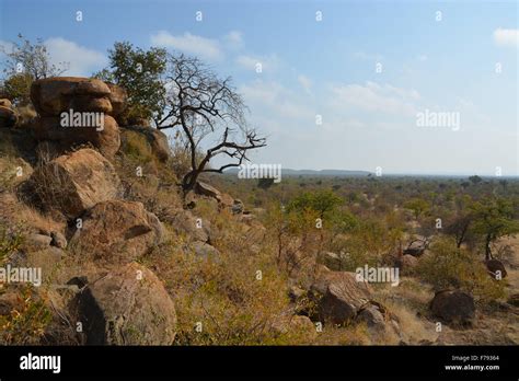 Overlooking The Plains Of The African Bush From A Kopje In Tuli