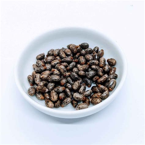 500+ Castor seeds, Castor beans, Castor plant seeds | Ceylon Organic