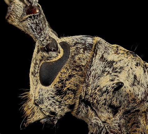 Insect Anatomy | Six-Legged Science: Unlocking the Secrets of the