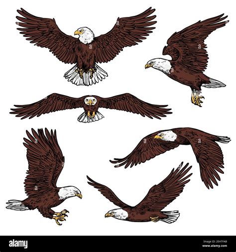 Flying Eagle Drawing Side View