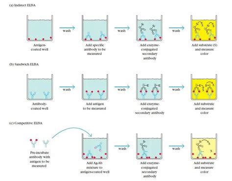 The Post Elisa Test Definition Principle Procedure Types Steps