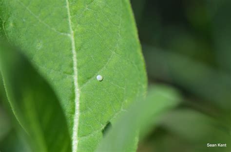 Monarch Butterfly Eggs