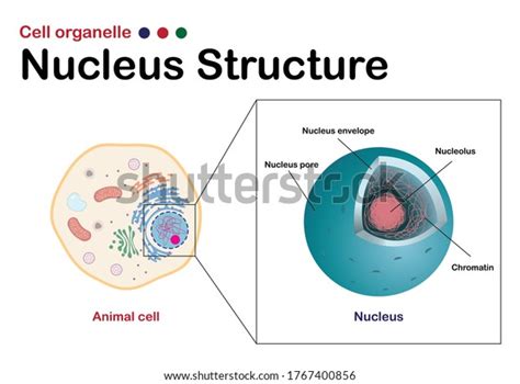 Biology Diagram Show Infographic Nucleus One Stock Vector (Royalty Free ...