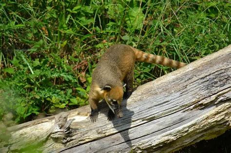 Coati Description Habitat Image Diet And Interesting Facts