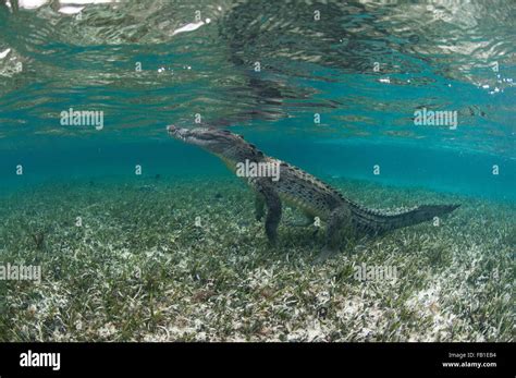 Underwater Side View Of Crocodile On Hind Legs Chinchorro Atoll