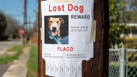 5 Ways to to Help Lost and Found Pets Near Me | Petco Love Lost