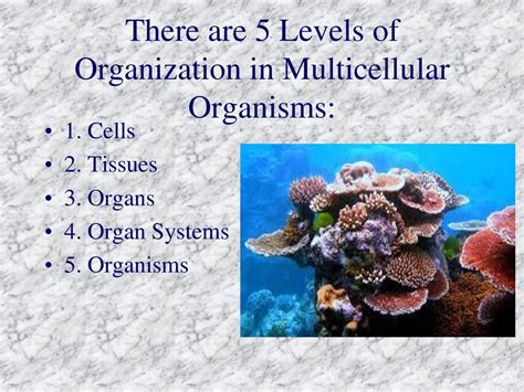 Levels of Organization - ppt download 