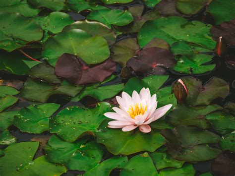 Lily Pad Water Royalty Free Stock Photo