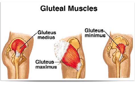 Gluteus Medius Dysfunction Singapore Sports Orthopaedic Surgeon