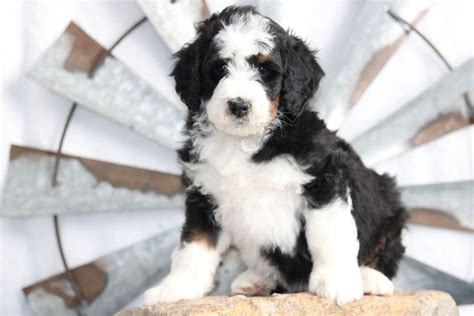 Standard Bernedoodle Breeder - Standard Bernedoodle Puppies for Sale ...