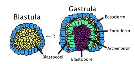 Which one contains only mesodermal structures? toppr.com