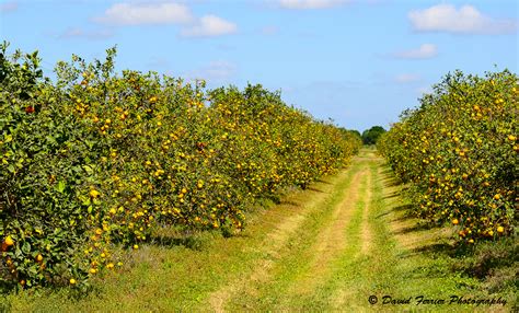 Orange Grove David Ferrier Photography