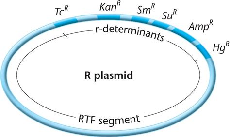 Plasmid 06 12b Plasmid