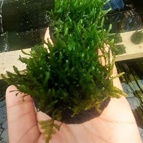 Jual Flame Moss Media Wabikusa Aquascape Daun Air Shopee Indonesia