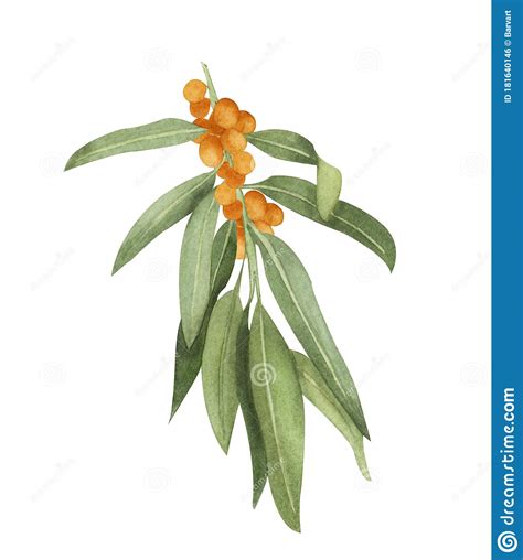 Watercolor Sea Buckthorn Illustration Honey Herb Stock Illustration