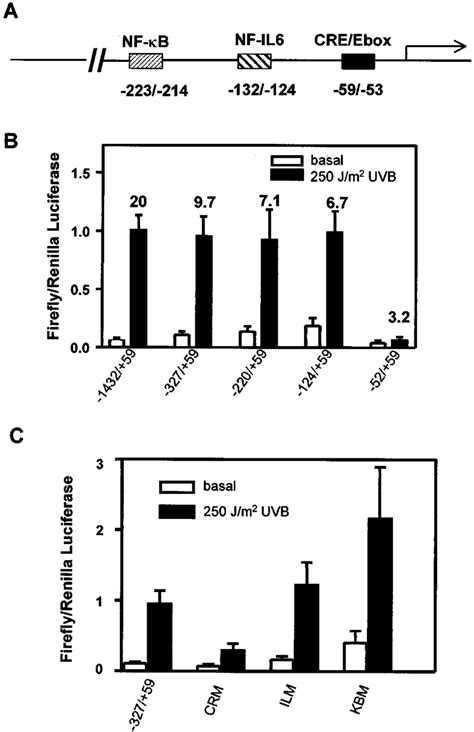 Cre Mediates Uvb Induction Of Cox 2 Promoter A Schematic Of Human