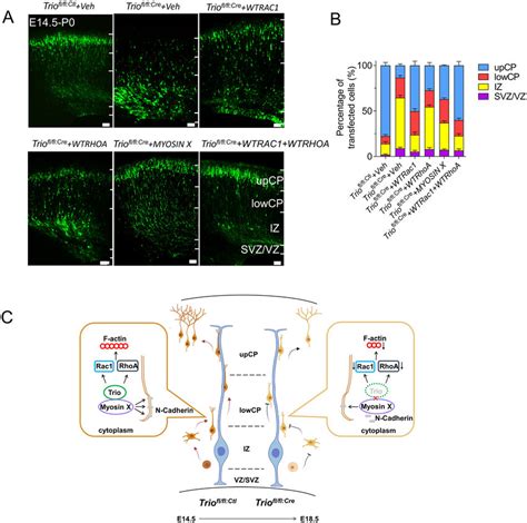 Defects Of Neuronal Migration Are Rescued By Overexpressed Rac And