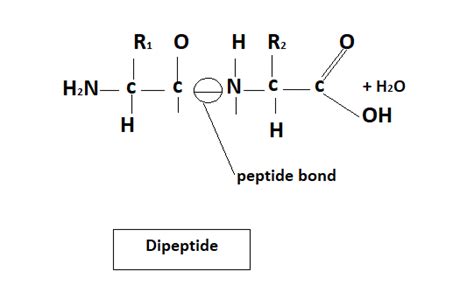 Circle this bond in the dipeptide above | Quizlet