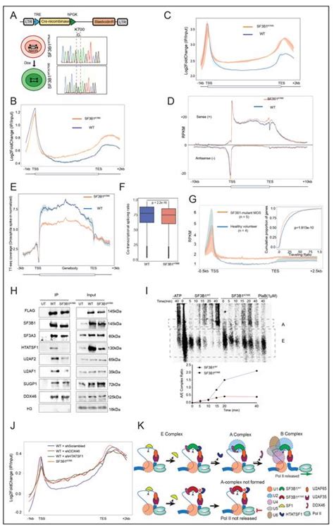 Impaired Early Spliceosome Complex Assembly Underlies Gene Body