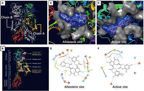 Frontiers Molecular Docking And Proteomics Reveals The Synergistic