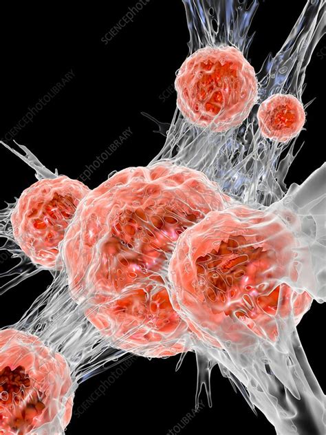 Cancer Cell Illustration Stock Image C Science Photo Library