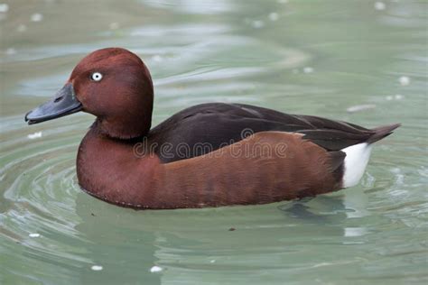 Ferruginous Duck Aythya Nyroca Stock Photo Image Of Animal Anatidae