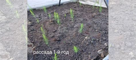 Рассада спаржи купить в Санкт-Петербурге с доставкой | Товары для дома ...