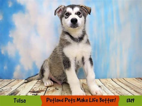 Alaskan Malamute Dog Male Sable And White 3990008 Petland Oklahoma City