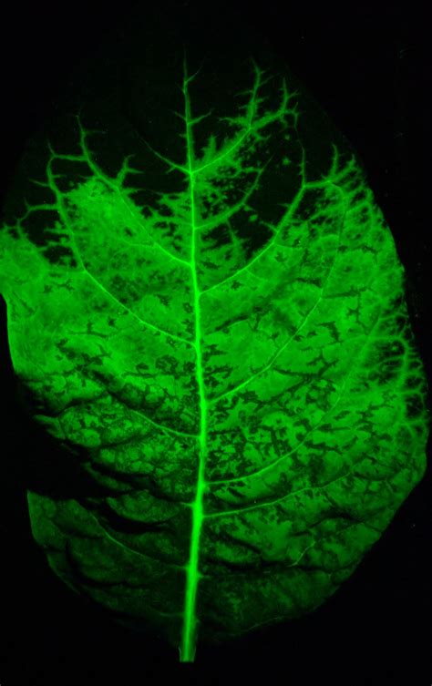 Glowing Plants 2: Fluorescent Boogaloo – Pipette Jockey
