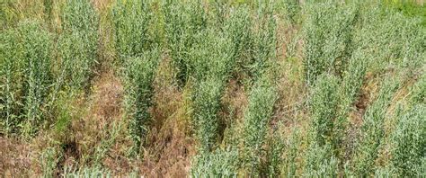 Russian Knapweed The Idaho Weed Awareness Campaign