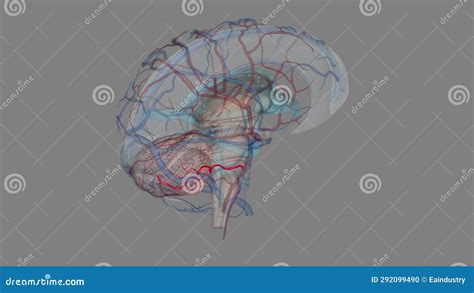 Anterior Inferior Cerebellar Artery Stock Footage - Video of systemic ...