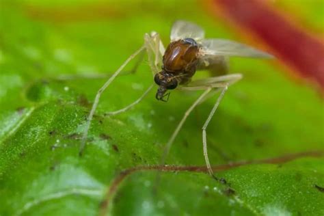 8 Different Types of Gnats (Plus Interesting Facts)