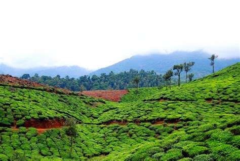 My Travel & Photography: Wayanad, Kerala