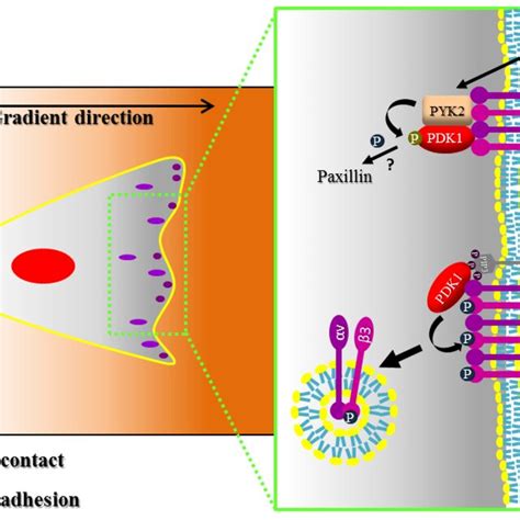 PDK1 regulates focal adhesion and integrin signaling. For migration to ... 