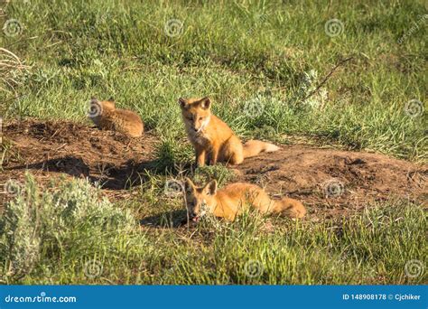 Three Fox Kits Playing Near Their Den Stock Photo Image Of Nature