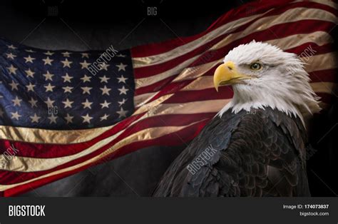 American Bald Eagle Image Photo Free Trial Bigstock