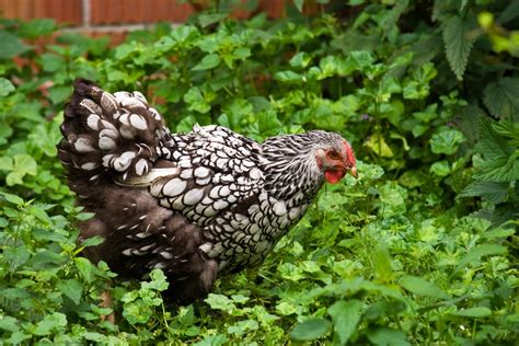 Wyandotte Chicken Breed Guide: Everything You Should Know