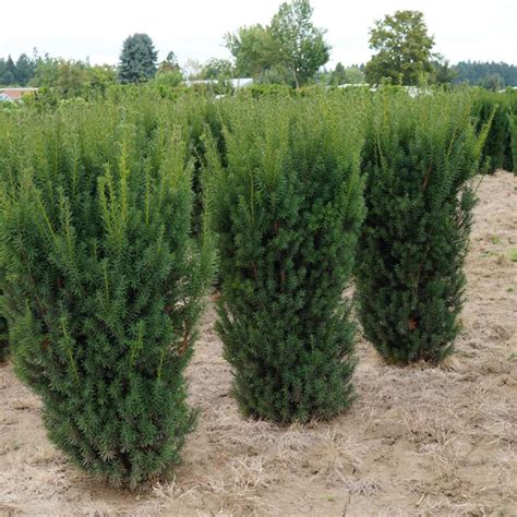 Tisa Taxus Hicksii - GledajOvo