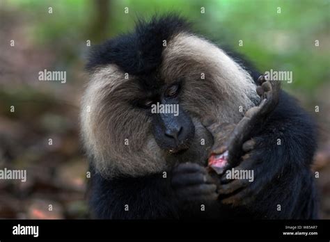 Lion Tailed Macaque Macaca Silenus Sub Adult Male Investigating His Injured Foot Anamalai