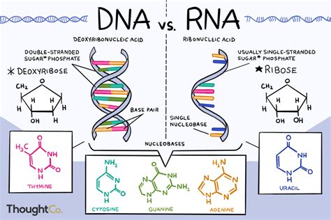 Diagram Of Ap Bio Unit Gene Expression And Regulation Quizlet