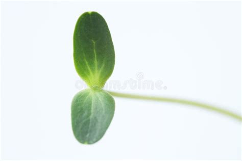 Watermelon Seedling stock image. Image of born, farming - 18118623