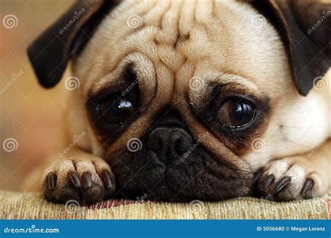 Sad Pug Puppy stock photo. Image of canine, love, mouth - 5056680