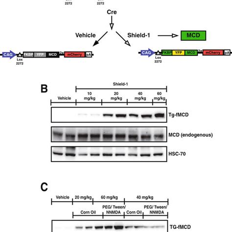 Tissue specific chemically inducible Malonyl-CoA Decarboxylase. (A ...