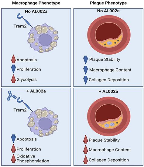 Trem Agonist Reprograms Foamy Macrophages To Promote Atherosclerotic